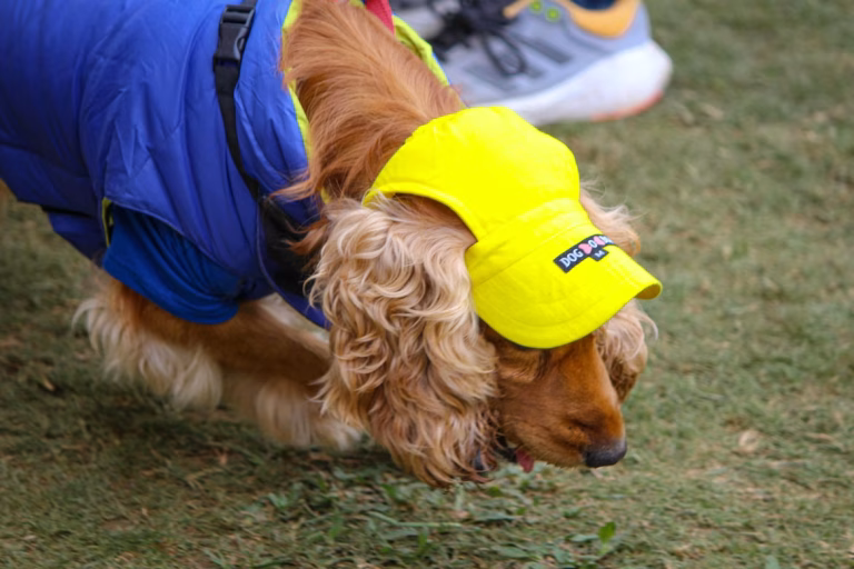 Dog Obedience Training That Builds Trust, Not Just Commands